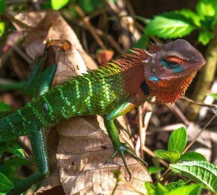 Sri Lanka : Sinharaja Rainforest Guided Trek with Pickup - Who should book this trek, and who should skip it