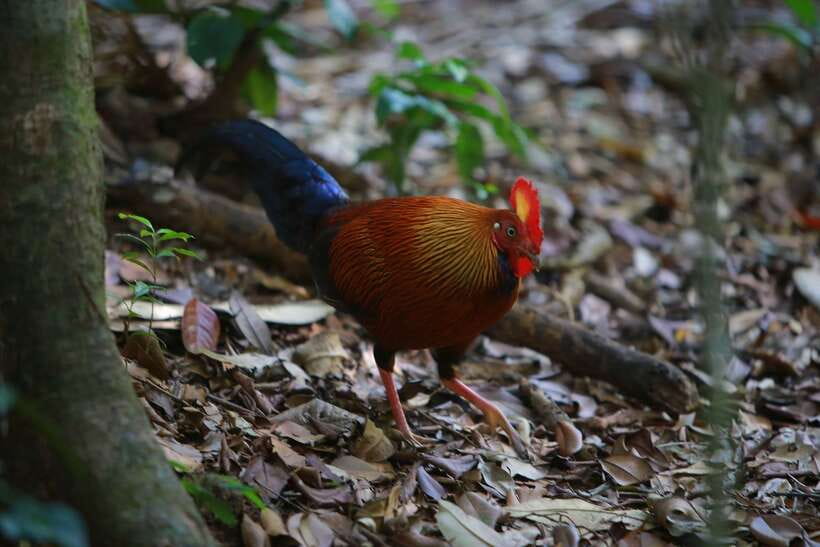 Sri Lanka: Sinharaja rainforest tour from Colombo, Bentota - Quick reasons I’d pick this Sinharaja day tour