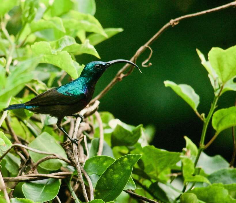 Sri Lanka: Sinharaja rainforest tour from Colombo, Bentota - Who should book this Sinharaja day tour