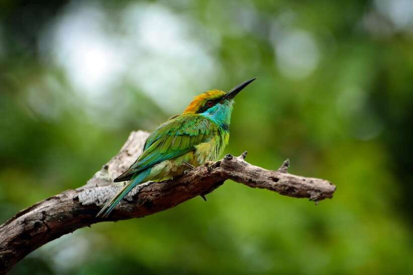 Sri Lanka: Sinharaja rainforest tour from Colombo, Bentota - Walking Sinharaja: birds, orchids, and the waterfalls you actually want to see