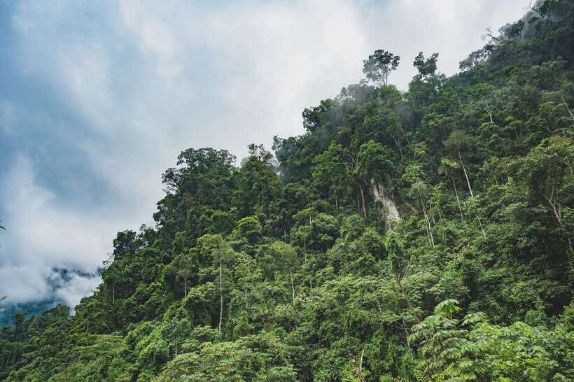 Sri Lanka: Sinharaja rainforest tour from Colombo, Bentota - The 4-hour rainforest hike plan, and how to make it comfortable