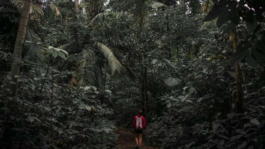 Sri Lanka: Sinharaja rainforest tour from Colombo, Bentota - Waterfalls and summit focus: what this means for your energy