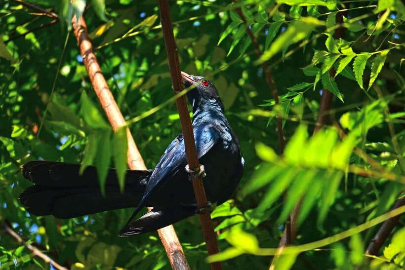 Sri Lanka: Sinharaja rainforest tour from Colombo, Bentota - Private guide energy: what you gain beyond the route