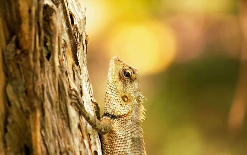 Sri Lanka: Sinharaja rainforest tour from Colombo, Bentota - Price and value: is $195 per person fair for this one-day rainforest