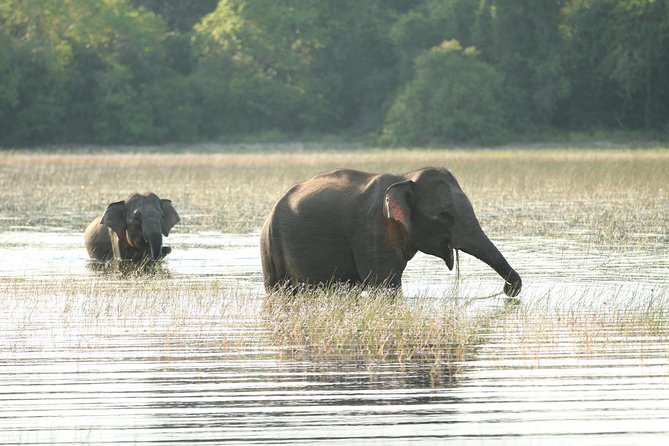 Sri Lanka tours 12-Day wildlife Tour with driver,Car or Van and accommodations - Is This 12-Day Sri Lanka Wildlife Route Built for You?