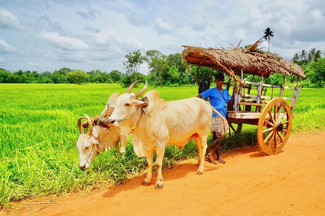 Sri Lanka Travel in 08 Nights 09 Days - Madu River wetland safari and the Kosgoda sea turtle stop