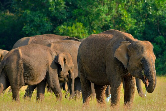 Sri Lanka Unveiled: 12 Nights Complete Experience Package - Key highlights worth planning around