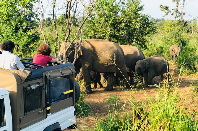Sri Lanka Wild Life Uniqe Safari 26 - Your 2-hour Hurulu Eco Park session: how to get the most out of it