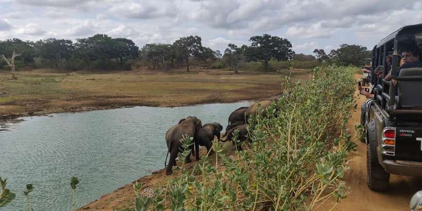 Sri Lanka: Yala National Park Private Safari - Key things to know before you go