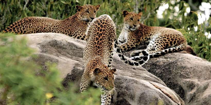 Sri Lanka: Yala National Park Private Safari - Why Yala feels different on a private jeep