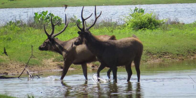 Sri Lanka: Yala National Park Private Safari - Dawn or dusk, and why timing changes your photo and mood