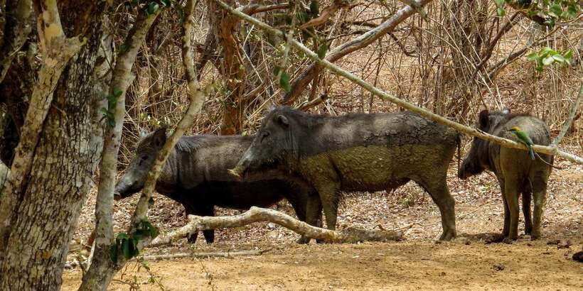 Sri Lanka: Yala National Park Private Safari - Camera tips that actually matter in Yala