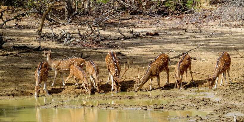 Sri Lanka: Yala National Park Private Safari - Price and value: what $43 buys (and what it doesn’t)