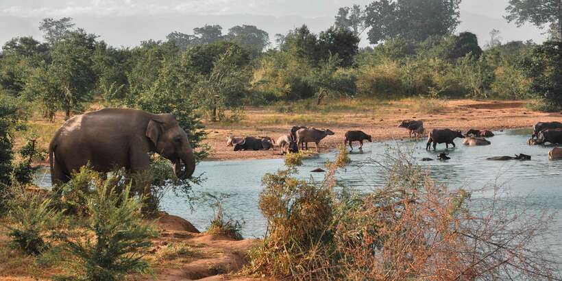 Sri Lanka: Yala National Park Private Safari - The small-group feel, and what you should bring