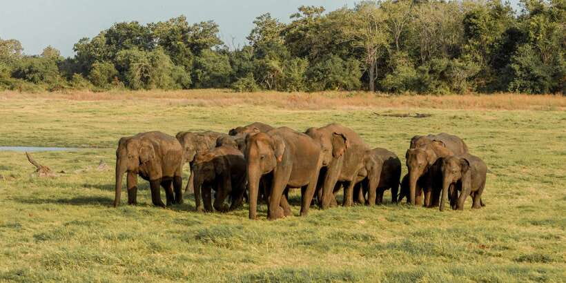 Sri Lanka: Yala National Park Private Safari - Should you book this Yala private safari?