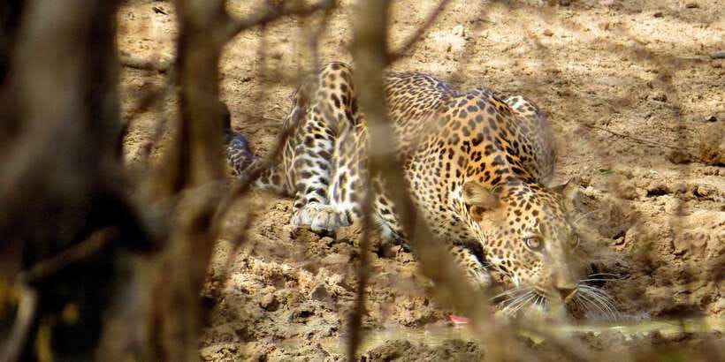 Sri Lanka: Yala National Park Private Safari - Leopard and elephant watching, without the usual crowd pressure