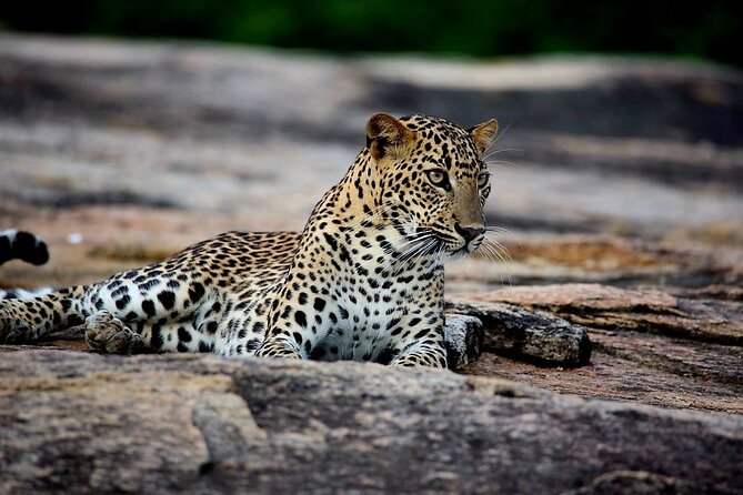 Sri Lanka Yala Wildlife Safari Tours - Key highlights at a glance