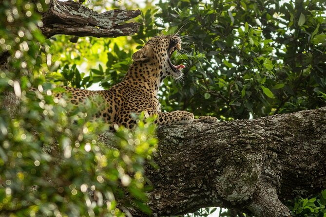 Sri Lanka Yala Wildlife Safari Tours - Yala National Park at 5:00 AM: why the timing is the whole game