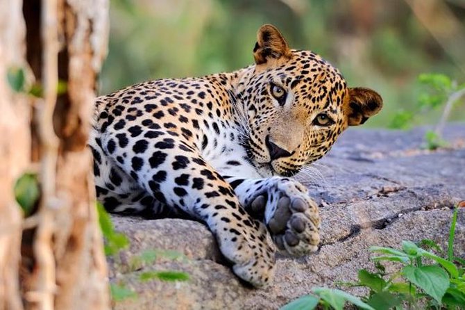 Super Luxury Jeep Safari at Yala National Park - Key things to know before you ride