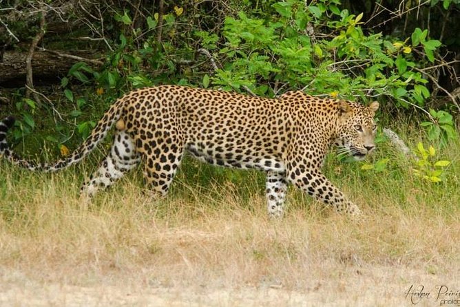 Super Luxury Jeep Safari at Yala National Park - Spotting strategy: how the English-speaking tracker changes everything