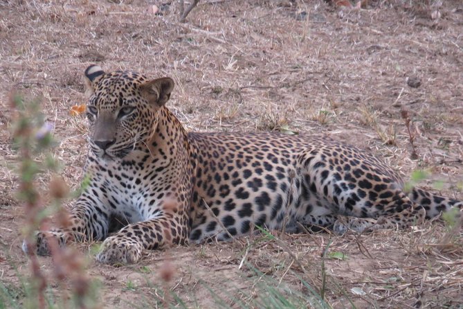 Super Luxury Jeep Safari at Yala National Park - The wildlife targets you’ll hear about, and realistic expectations