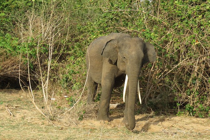 Super Luxury Jeep Safari at Yala National Park - Morning or afternoon safari timing, and how to choose