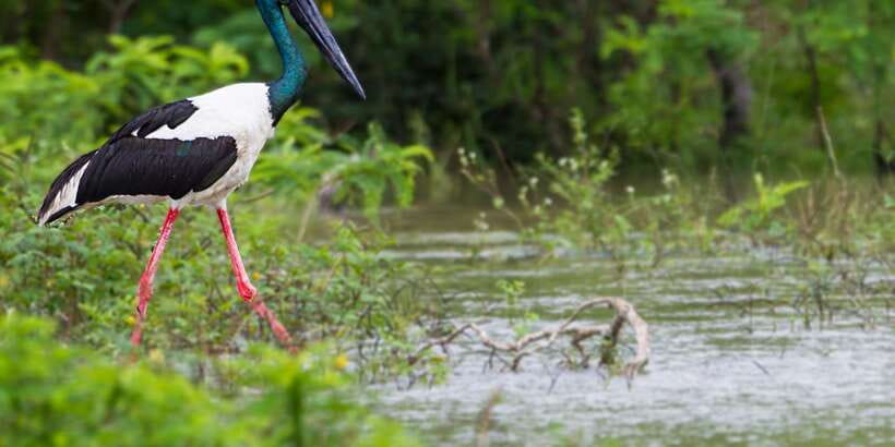 Tangalle/Hiriketiya/Mirissa/Galle: Ella Transfer & Yala Tour - Should You Book the Tangalle/Hiriketiya to Ella and Yala Tour?