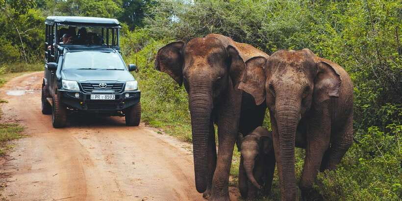 Tangalle/Hiriketiya: Udawalawa Safari & Elephant Transit Hom - Key highlights worth your attention