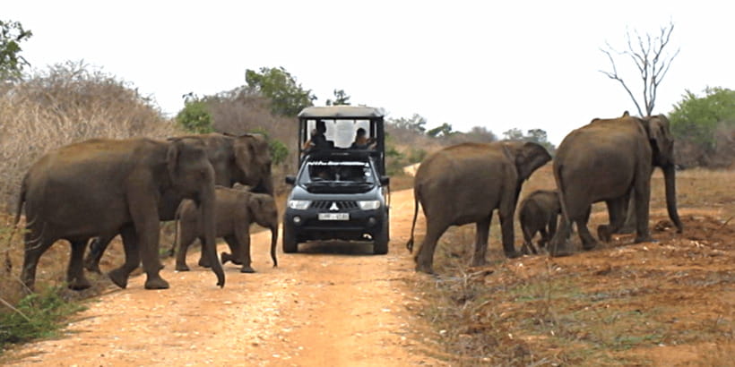 Tangalle/Hiriketiya: Udawalawa Safari & Elephant Transit Hom - Who should go, and who should skip Udawalawe safari days