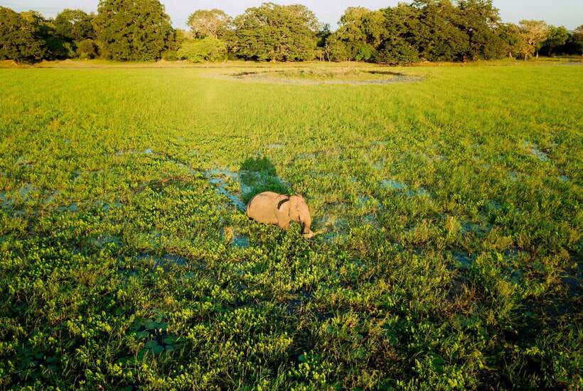 Tangalle/Hiriketiya: Yala National Park Safari in a 4x4 - Yala In 7 Hours: What Your Safari Day Feels Like