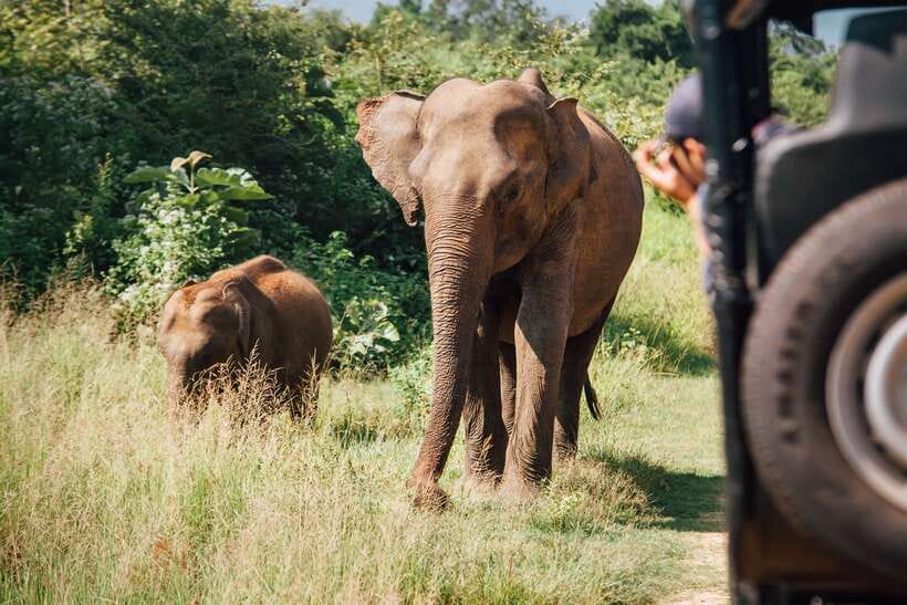 Tangalle/Hiriketiya: Yala National Park Safari in a 4x4 - Entrance Fees and Cash Reality at the Gate