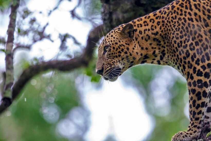 Tangalle/Hiriketiya: Yala National Park Safari in a 4x4 - Food, Water, and What You Need to Bring Your Own Plan For