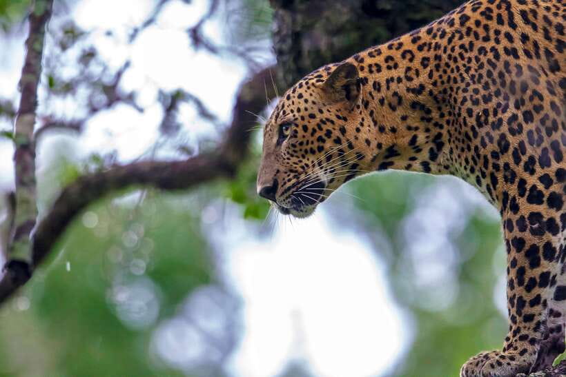 Tangalle/Hiriketiya: Yala National Park Safari in a 4x4 - Pickup From Tangalle Or Hiriketiya, and the Early-Morning Reality