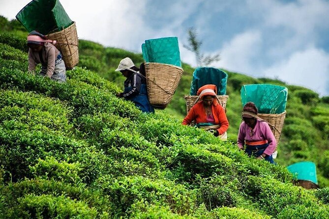Tea Fields & Factory Tour - Hatton tea country, leaf to cup in about 3 hours
