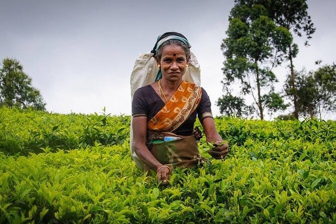 Tea Fields & Factory Tour - Meet the pluckers: technique, work rhythm, and your quick practice