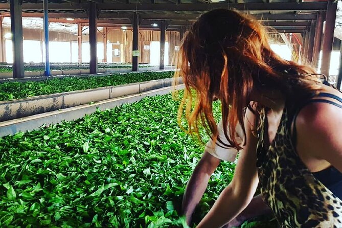 Tea Fields & Factory Tour - Pluckers Village and Temple: tea culture beyond the machines