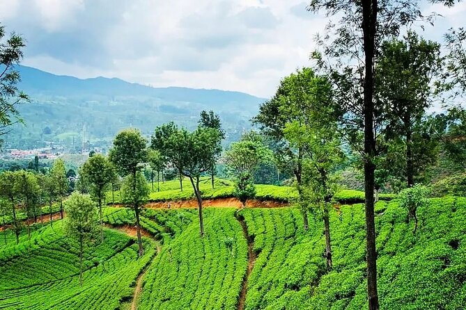 Tea Fields & Factory Tour - Weighing stations: where fresh leaf gets measured
