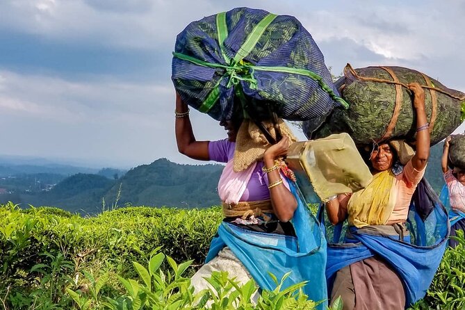 Tea Fields & Factory Tour - Drinking freshly made tea: what to notice at the finish