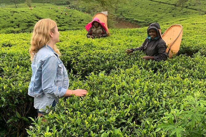 Tea Fields & Factory Tour - Meeting in Norwood and how the pacing works