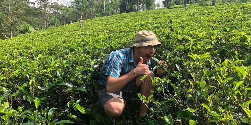 Tea Plucking and Tea Factory: Visit from Nuwara Eliya - Key moments worth planning for