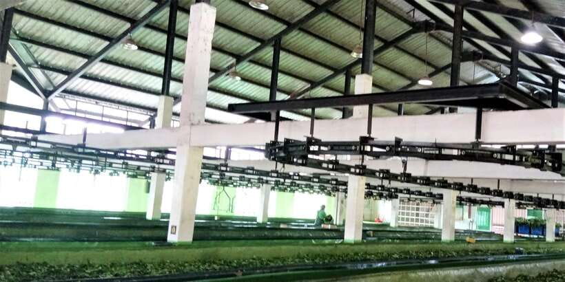Tea Plucking and Tea Factory: Visit from Nuwara Eliya - Who should book this tea plucking and factory visit