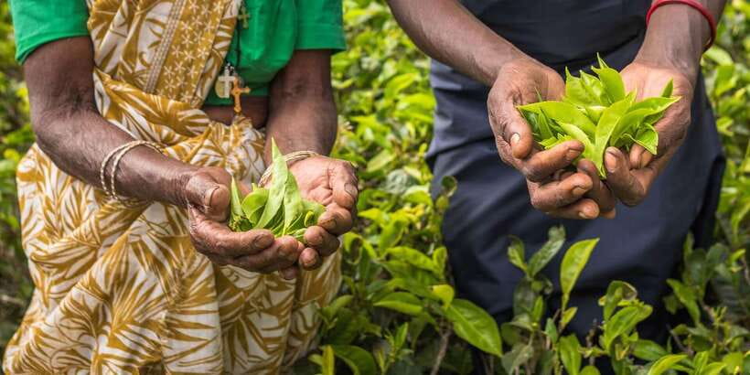 Tea Plucking and Tea Factory: Visit from Nuwara Eliya - Why Nuwara Eliya tea country feels practical, not staged