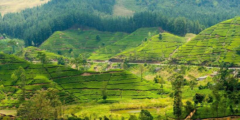 Tea Plucking and Tea Factory: Visit from Nuwara Eliya - Tea plucking on the estate: what you actually learn by doing it