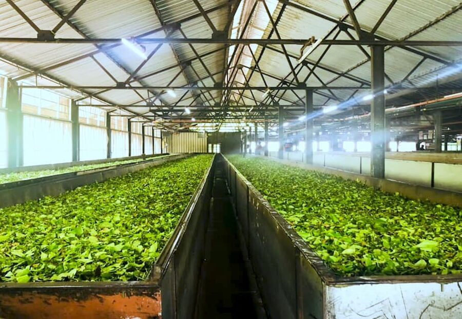 Tea Plucking and Tea Factory: Visit from Nuwara Eliya - Pedro Tea Factory: seeing the full tea-making process in 4 hours