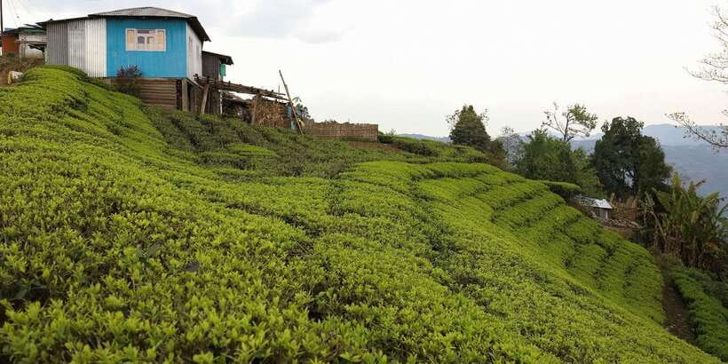 Tea Plucking and Tea Factory: Visit from Nuwara Eliya - Ceylon tea tasting: using altitude and craft to understand flavor