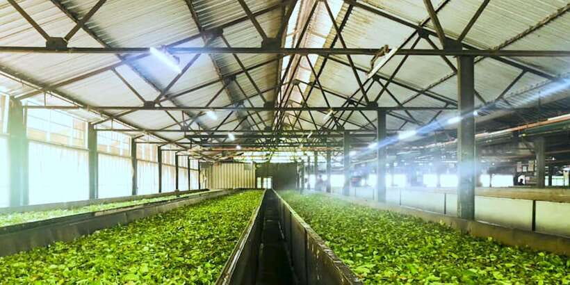 Tea Plucking and Tea Factory: Visit from Nuwara Eliya - Scenery and photo stops that don’t waste your time