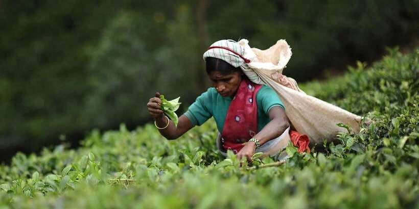 Tea Plucking and Tea Factory: Visit from Nuwara Eliya - Getting from your Nuwara Eliya hotel to the plantations