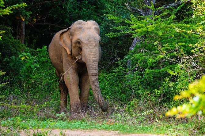 The Best Safari tour from Hambantota Port (Janaka safari) - More than the leopard: elephants, crocodiles, deer, buffalo, and monkeys