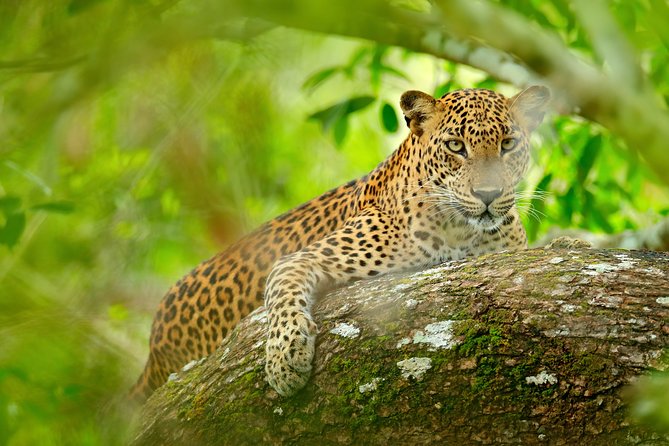 The Most popular Personalized round Tour In Sri Lanka-Day Charged - Day 3: Ramboda Falls, tea at Damro Labookellie, and the Nuwara Eliya cool-air stops