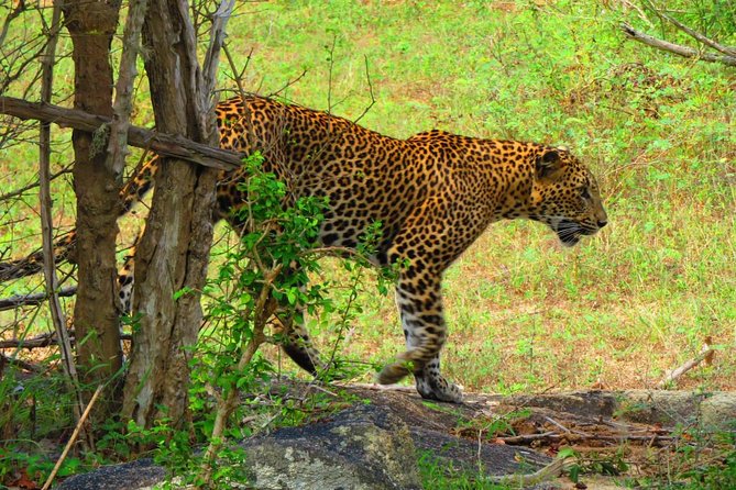 The Most Recommended Round Tour in Sri Lanka - Day 2: Pidurangala Sunrise at 5am, Then Minneriya Evening Safari